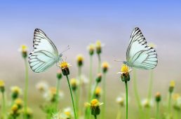 butterfly-1127666_1920 (1)